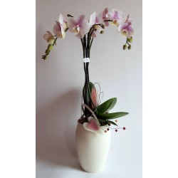 Orchid with Pot and Deco